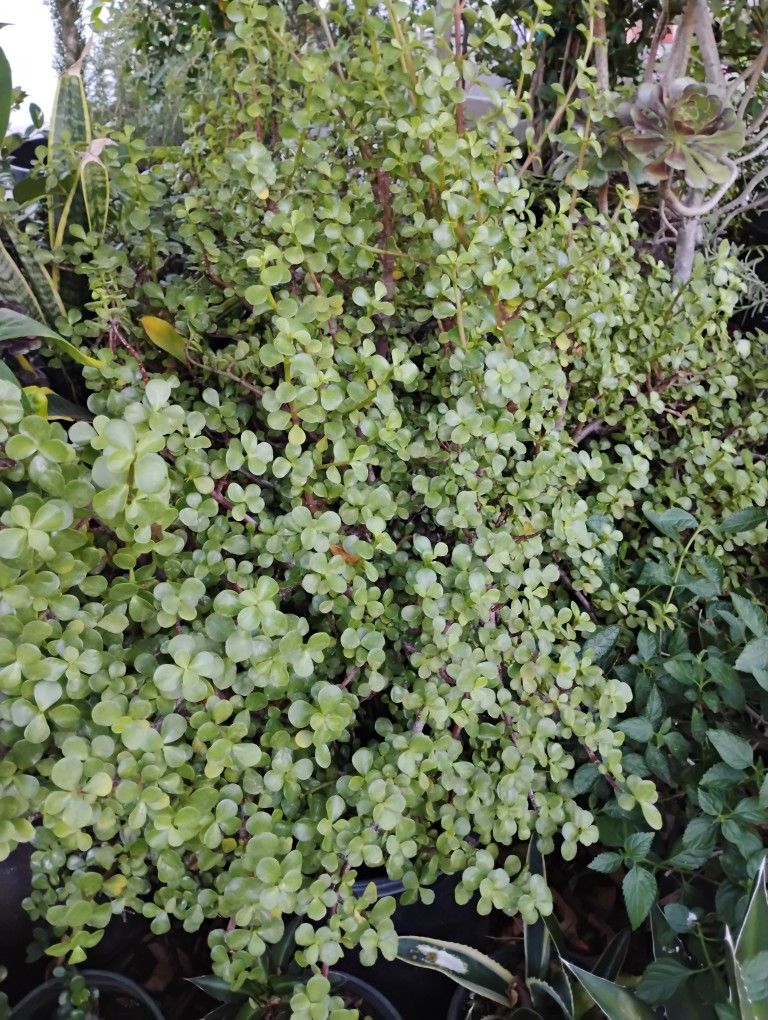 Jade Plant