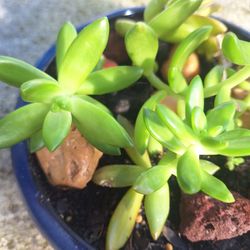 Succulent Jade Green Cuttings  3"