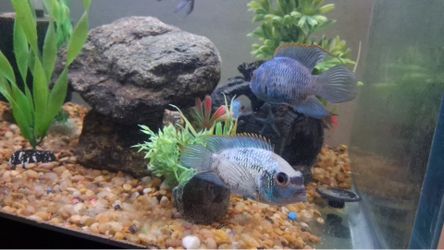 "FISH"tank "FOR SALE"
