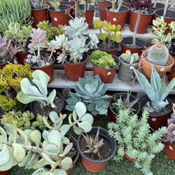 Succulents & Cactus Plants