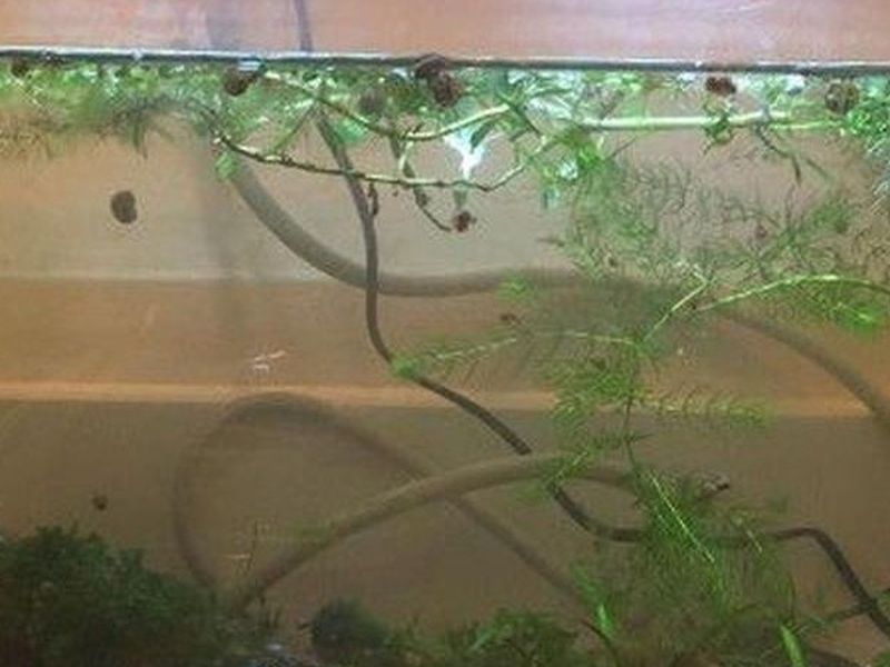 10g Fish Tank Aquarium with Filter And Supplies