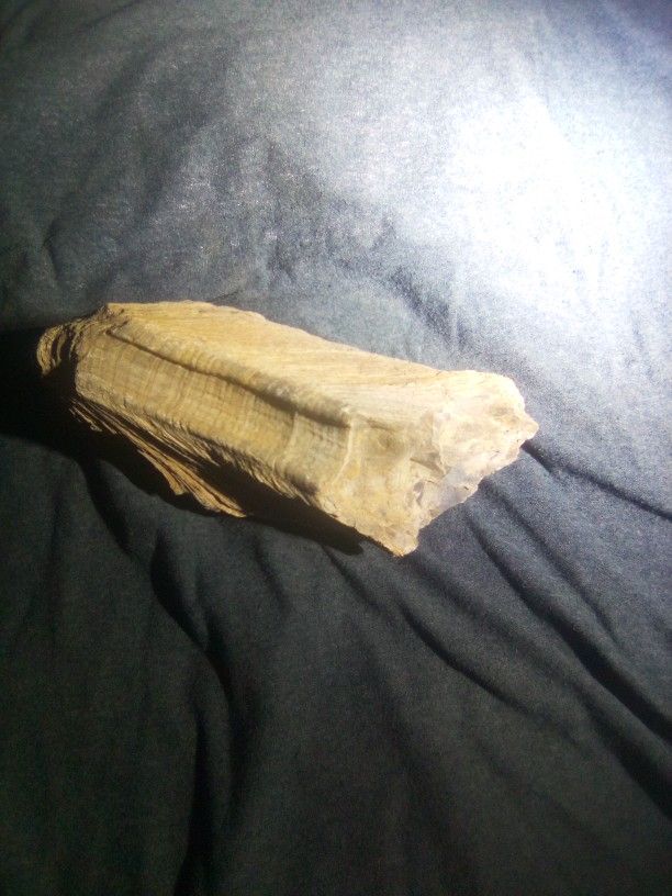 2.5 Mil Year Old Fossilized Oyster