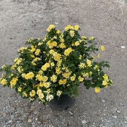 Lantana