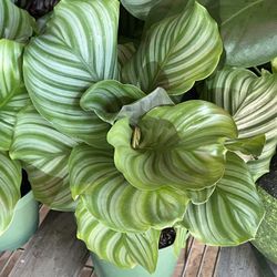 Calathea Orbifolia Plants