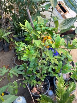 Mexican Lime Tree