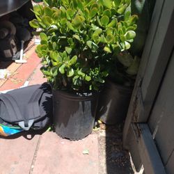 Plant
