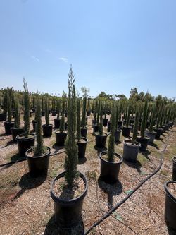 Italian Cypress 15gl