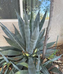 Maguay leaves