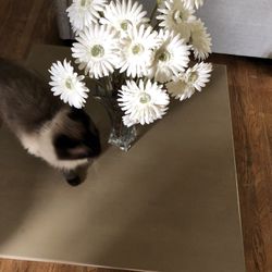 Newly Refinished Pine Coffee Table Now Reduced 25%!!