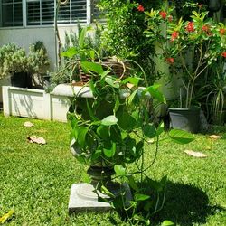#51 Golden pothos, Epipremnum aureum lndoor  & Outdoor house Plant,  