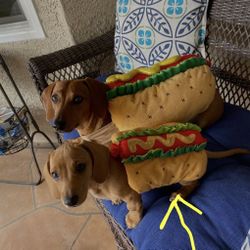 Hot Dog Halloween Costume For A Small Dog