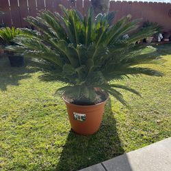 Sago Palm