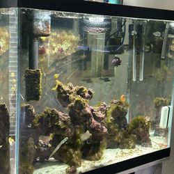 Salt Water Aquarium 