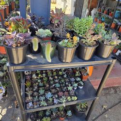 Succulents For Sale