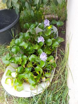 planta de agua $5 cada una