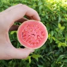 Tropical Sweet Pink Guava Tree