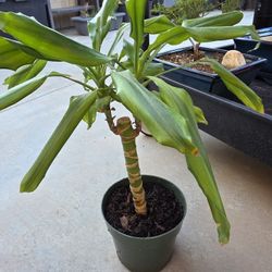 Dracaena Fragrans 