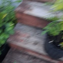 Curry Leaf Plant