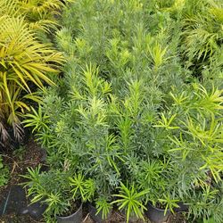 sale sale sale podocarpus  Only $7 50qty or more require big sale