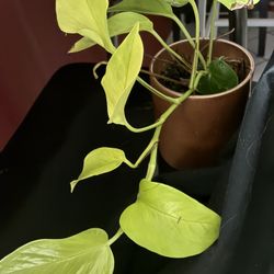 Rare Bright Green Indoor/outdoor Pothos Plant In Decorative Ceramic Bronze Color Pot