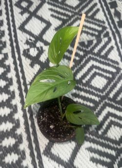 Monstera Swiss Cheese Narrow Leaf