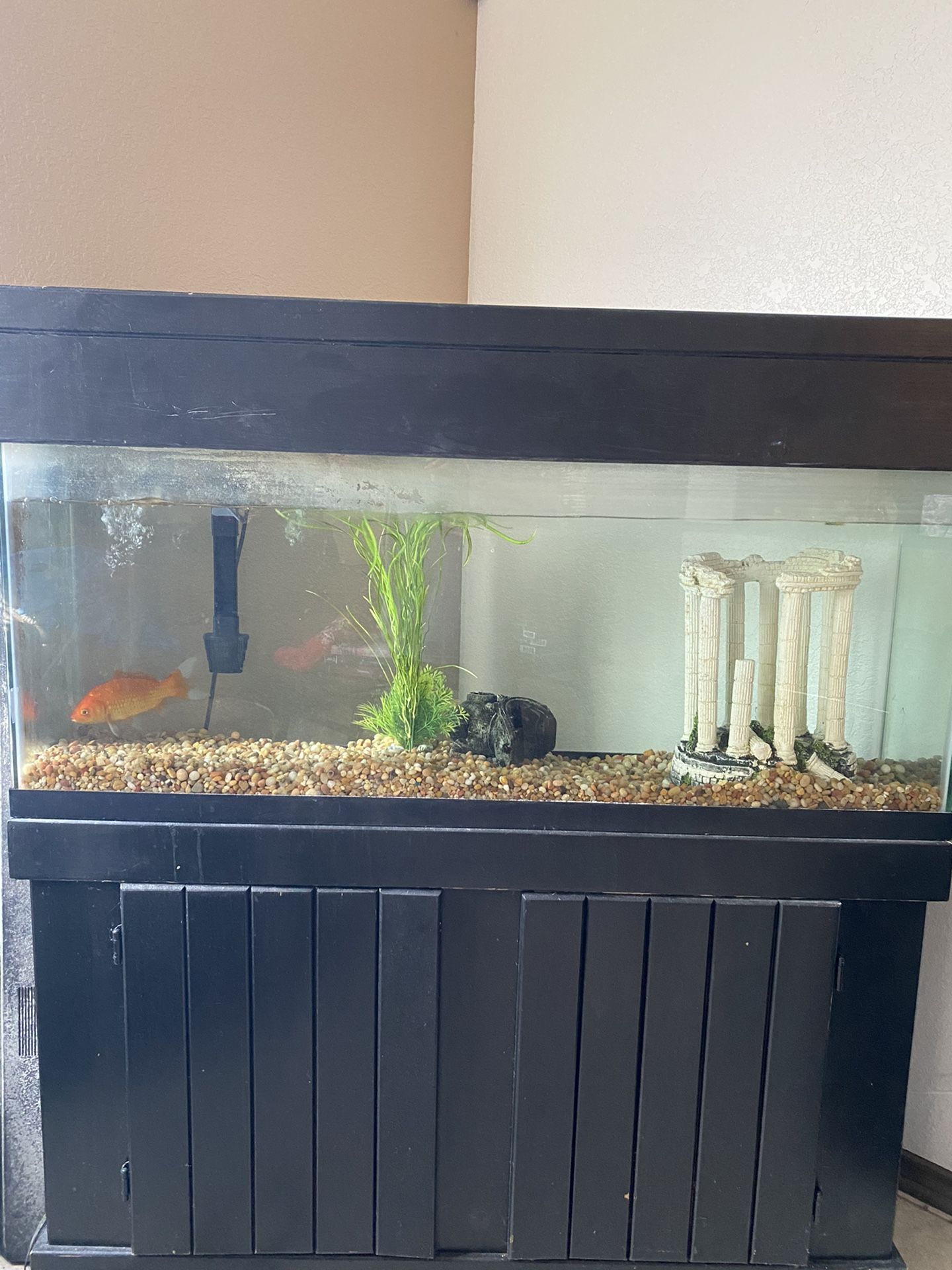 55 gallon fish tank