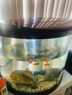 Free fish tank