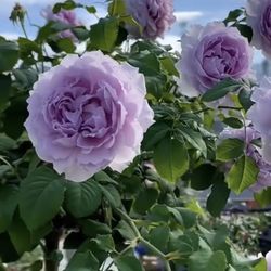 Rare European, Japan rose plants ,      Libellula