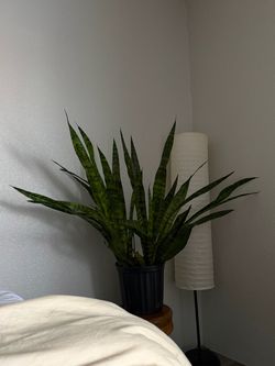 Snake plant/ large
