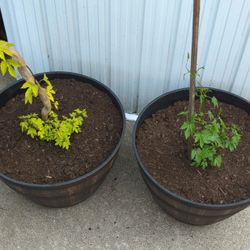 2nd Year Hops In Whisky Barrell Planters