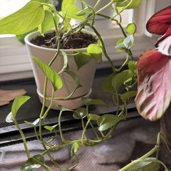 Mini Plant Collection – Real Plants in Glass & Ceramic Containers