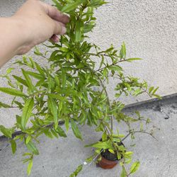 Healthy Red Ruby Pomegranate Fruit Tree Plant