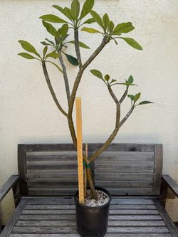FS: Plumeria - 'Irma Bryan'