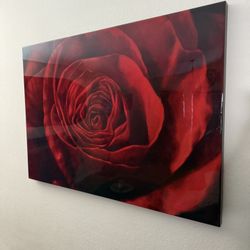 Rose Painting 50x35  Wall Art 