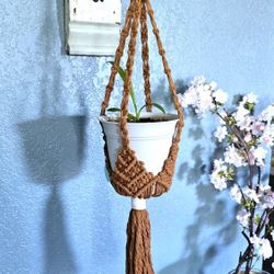 Home Grown Spider Plant Pup With Plastic Pot And Handmade Macrame Hanger
