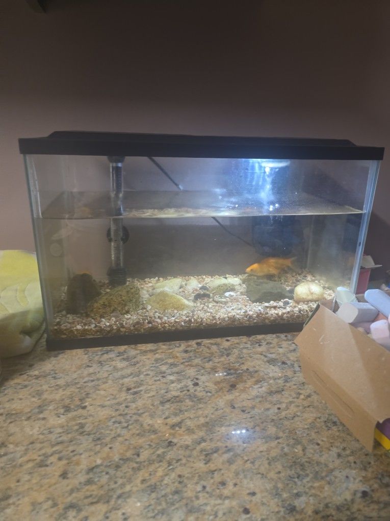 Fish Tank Fish And Filters Included