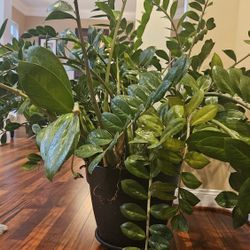 Massive ZZ PLANT 