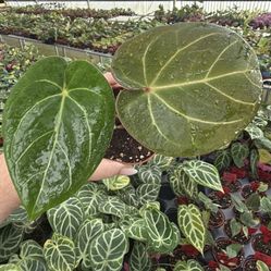 RARE Anthurium XOne x Besseae