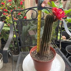 Cactus De Venta Varios  Disponibles $35