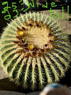 Golden Barrel Cactus X Five and a Baby