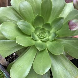 Huge Succulent
