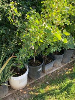 A whole lotta Plants available for sale for purchase