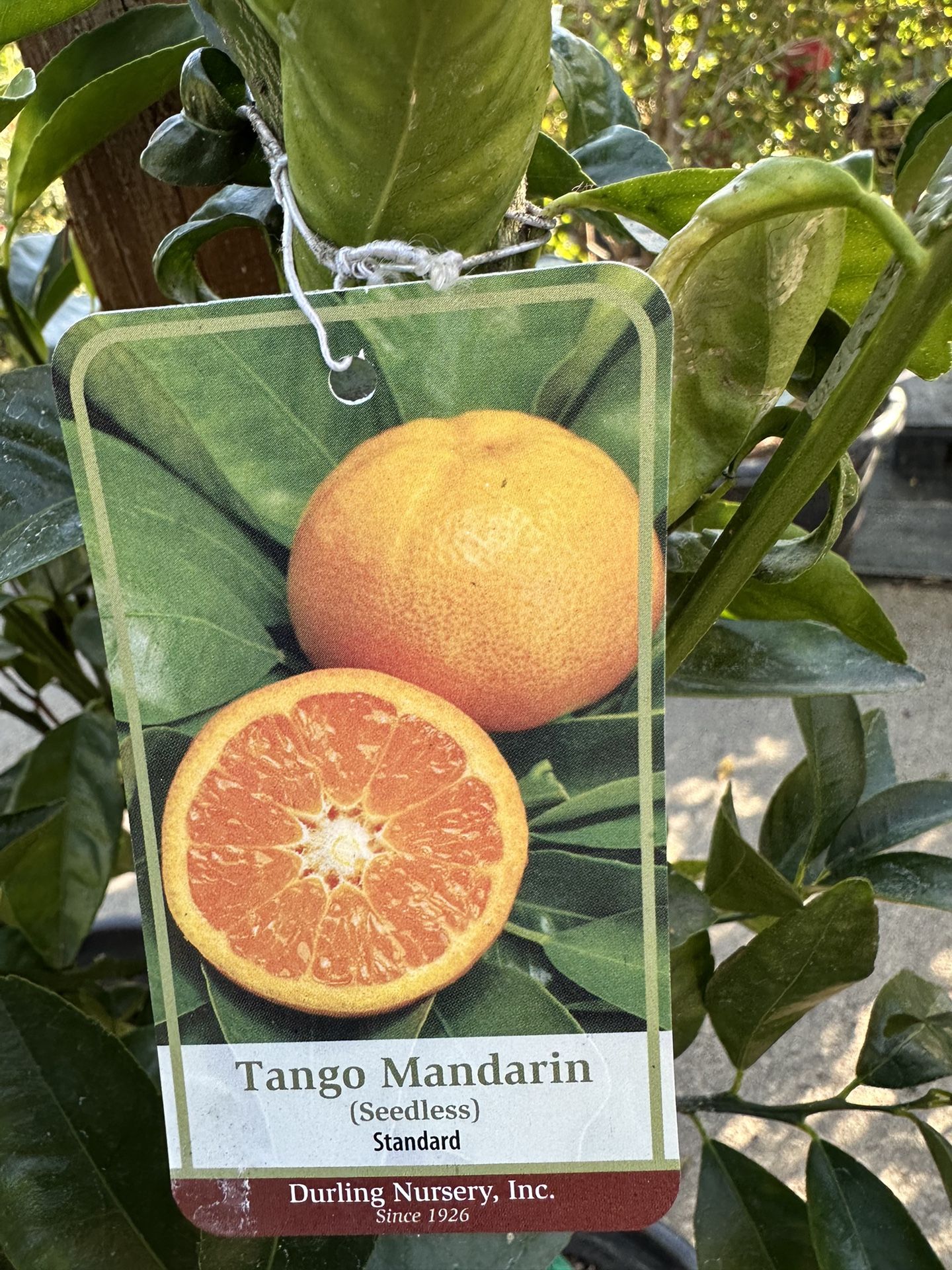 Tango Mandarin Tree 15gal