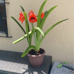 Red Beautiful Amaryllis Plant