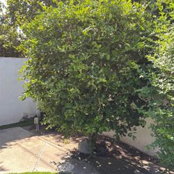 Lime Tree Seedless 