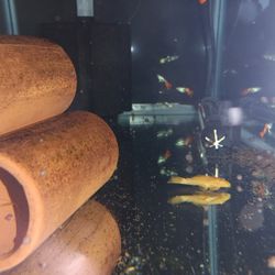 Aquatic Decor