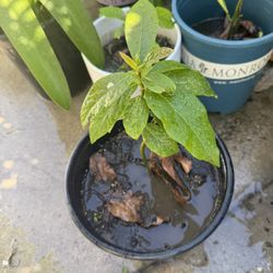 Avocado Plant 