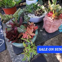 SUCCULENT AND PLANT SALE THIS SUNDAY IN SAN LORENZO FROM 1PM TO 6PM