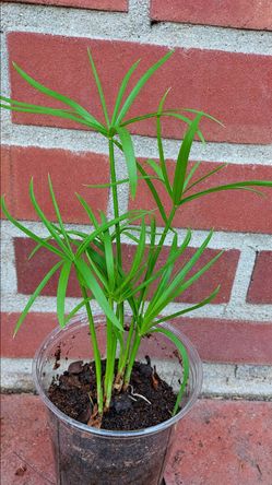 9" Umbrella Papyrus Plant