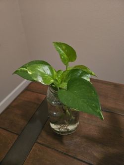 Live Plant pothos cutting